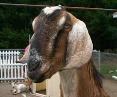 Nubian Goat