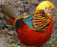 Golden Pheasant