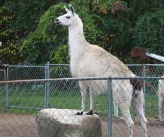 Llama on a Rock
