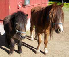 miniture horses