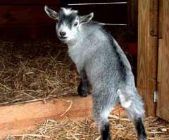 Pygmy Goat