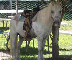 Pony Ride